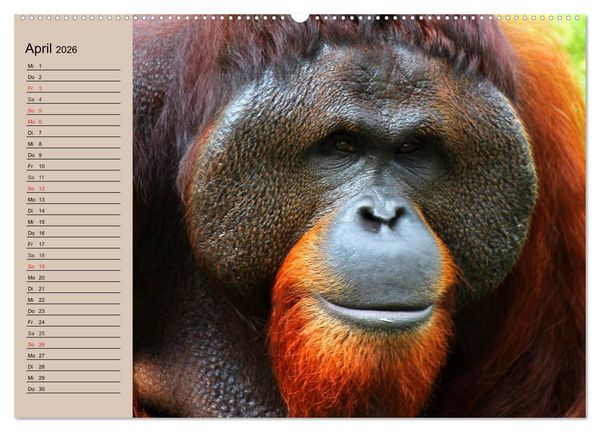 Produktbild: Orang-Utans (Wandkalender 2026 DIN A2 quer), CALVENDO Monatskalender