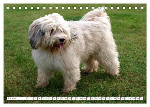 Produktbild: Tibet-Terrier - Eine Hunderasse mit Charakter (Tischkalender 2027 DIN A5 quer), CALVENDO Monatskalender