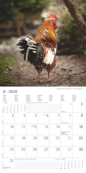 Produktbild: Hühner 2026 - Broschürenkalender 30x30 cm (30x60 geöffnet) - Kalender mit Platz für Notizen - Hühner - Bildkalender - Wandkalender - Hühnerkalender
