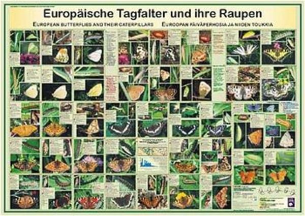 Europäische Tagfalter und ihre Raupen, Poster von F. W. Welter-Schultes, Planet Poster Editions, 978-3-933922-23-6