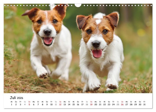 Produktbild: JACK RUSSEL - Kleine Hunde mit gro&szlig;em Charakter (Wandkalender 2026 DIN A3 quer), CALVENDO Monatskalender