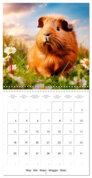 Produktbild: Sweet GUINEA PIGS (Wall Calendar 2026 12 &times; 12 Inch) CALVENDO 12 Month Wall Calendar