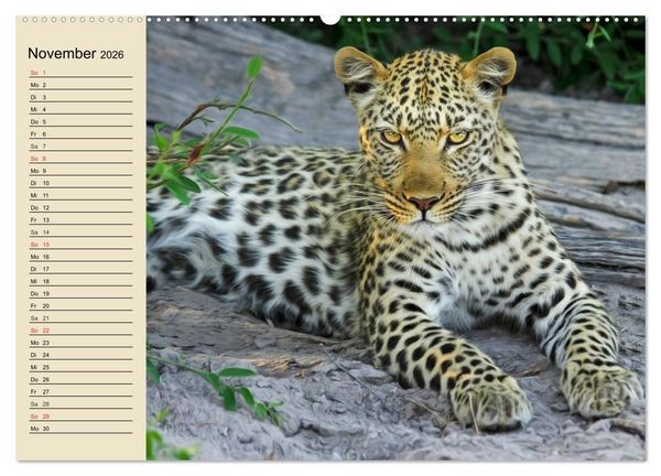 Produktbild: Die Lautlosen. Geparden und Leoparden (hochwertiger Premium Wandkalender 2026 DIN A2 quer), Kunstdruck in Hochglanz