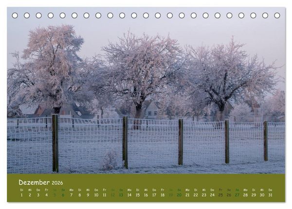 Produktbild: Steink&auml;uze (Athene noctua) (Tischkalender 2026 DIN A5 quer), CALVENDO Monatskalender