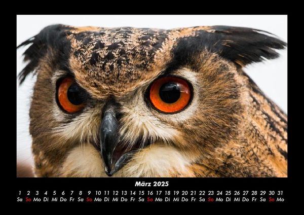 Produktbild: Vogelparadies 2025 Fotokalender DIN A3