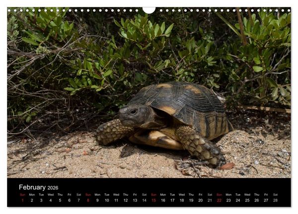 Produktbild: European Tortoises / UK-Version (Wall Calendar 2026 DIN A3 landscape), CALVENDO 12 Month Wall Calendar