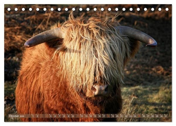 Produktbild: Schottische Hochlandrinder - Highland Cattle im Portrait (Tischkalender 2026 DIN A5 quer), CALVENDO Monatskalender