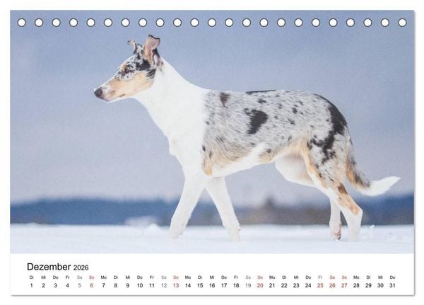 Produktbild: Collies 2026 in Kurz- und Langhaar (Tischkalender 2026 DIN A5 quer), CALVENDO Monatskalender