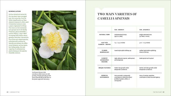 Produktbild: Grow Your Own Tea