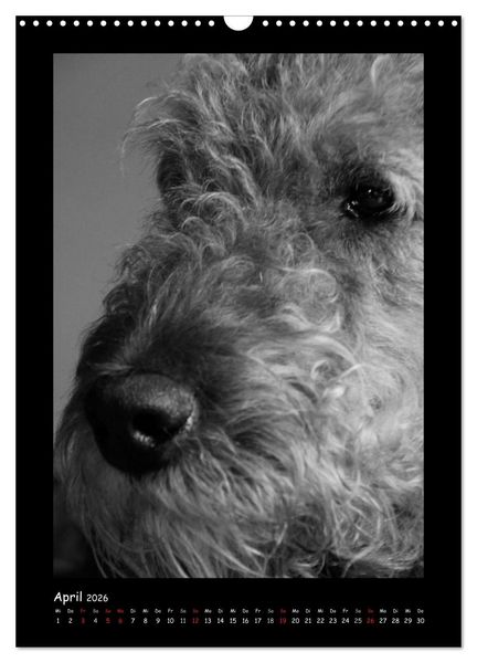 Produktbild: Der Airedale: Portraits eines "Dickkopfes" (Wandkalender 2026 DIN A3 hoch), CALVENDO Monatskalender