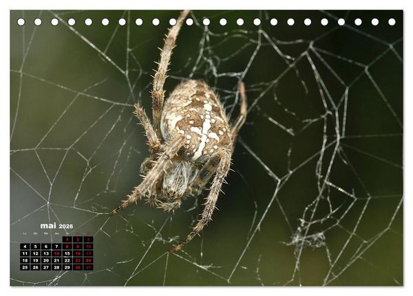Produktbild: Araign&eacute;es et insectes (Calendrier de bureau 2026 DIN A5 vertical), CALVENDO calendrier mensuel