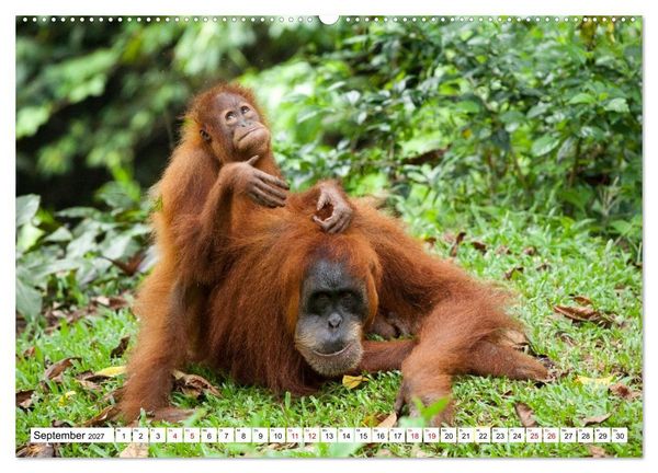 Produktbild: Orang-Utans - Menschen des Regenwaldes (Wandkalender 2027 DIN A2 quer), CALVENDO Monatskalender