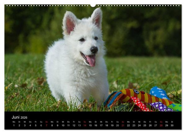Produktbild: Wei&szlig;er Schweizer Sch&auml;ferhund - Ein Tag im Leben einer Hundefamilie (Wandkalender 2026 DIN A2 quer), CALVENDO Monatskalender