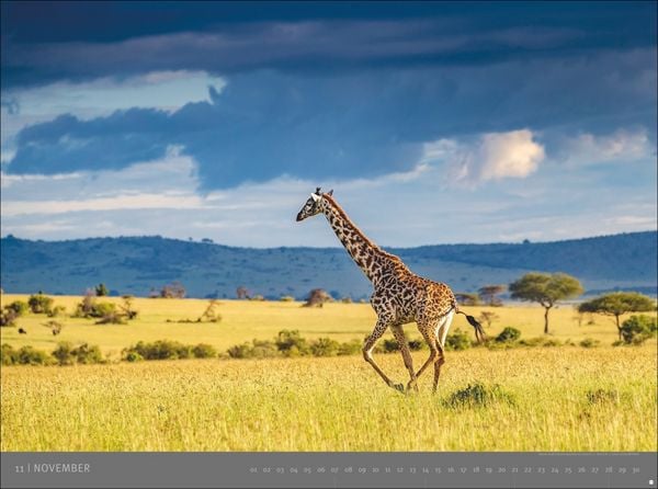 Produktbild: Afrika - Edition Alexander von Humboldt Kalender 2027