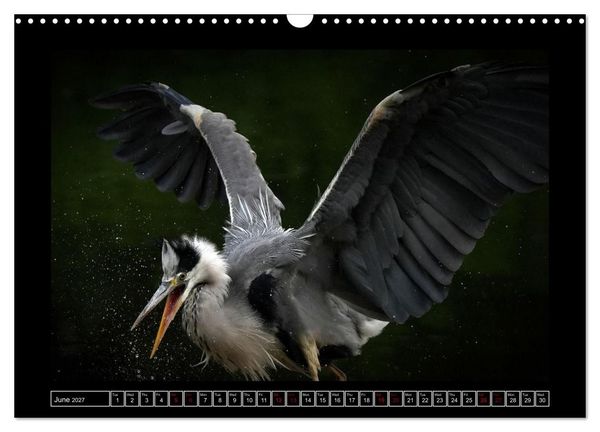 Produktbild: The heron parade (Wall Calendar 2027 DIN A3 landscape), CALVENDO 12 Month Wall Calendar