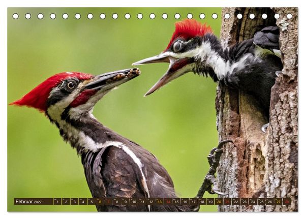 Produktbild: Tierkinder der L&uuml;fte - Vogelwelt (Tischkalender 2027 DIN A5 quer), CALVENDO Monatskalender