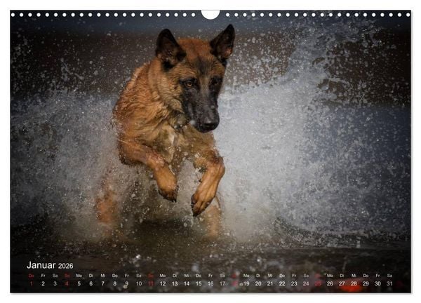 Produktbild: Malinois lieben Wasser (Wandkalender 2026 DIN A3 quer), CALVENDO Monatskalender