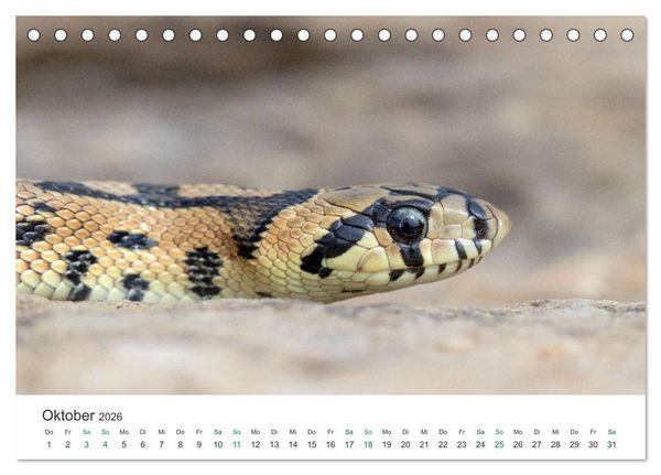 Produktbild: Schlangen - Portraits europ&auml;ischer Arten (Tischkalender 2026 DIN A5 quer), CALVENDO Monatskalender