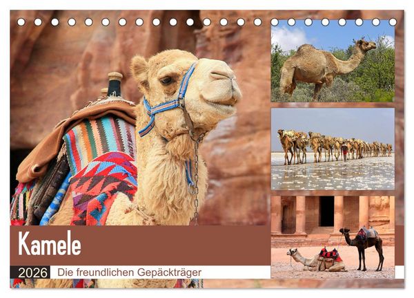 Produktbild: Kamele - Die freundlichen Gep&auml;cktr&auml;ger (Tischkalender 2026 DIN A5 quer), CALVENDO Monatskalender