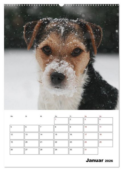 Produktbild: Tender Fellows - Parson Russell Terrier (Wandkalender 2026 DIN A2 hoch), CALVENDO Monatskalender