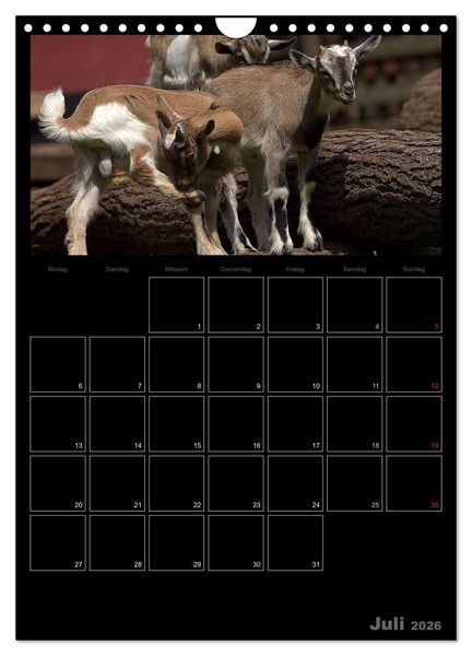 Produktbild: Zwergziegen (Wandkalender 2026 DIN A4 hoch), CALVENDO Monatskalender
