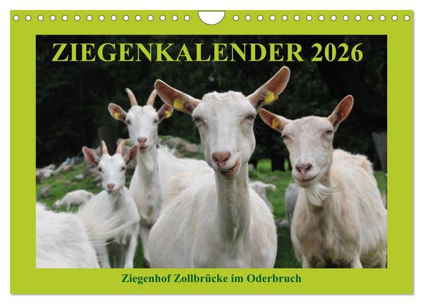 Ziegenkalender 2026 (Wandkalender 2026 DIN A4 quer), CALVENDO Monatskalender