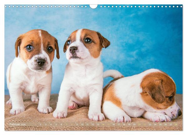 Produktbild: Jack Russell Terrier: flink und verspielt (Wandkalender 2026 DIN A3 quer), CALVENDO Monatskalender