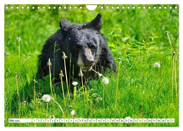 Produktbild: Tierwelt in den Canadian Rockies (Wandkalender 2026 DIN A4 quer), CALVENDO Monatskalender