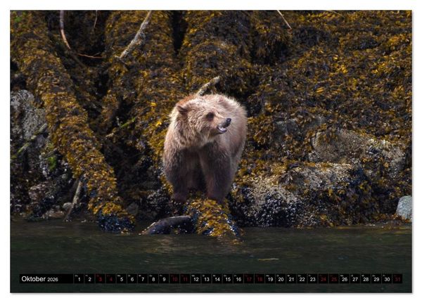 Produktbild: Grizzlys und Geisterb&auml;ren - Glendale Cove, Kanada (Tischkalender 2026 DIN A5 quer), CALVENDO Monatskalender