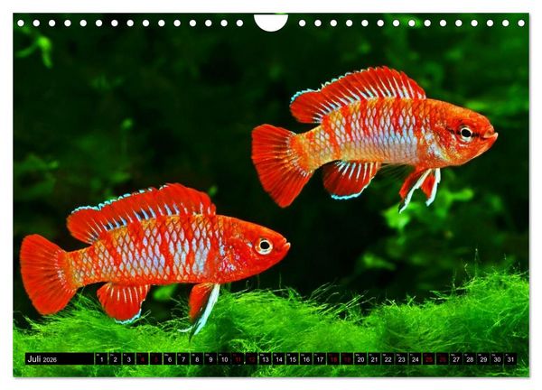 Produktbild: Beliebte Fische der Welt (Wandkalender 2026 DIN A4 quer), CALVENDO Monatskalender