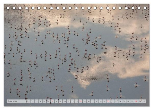 Produktbild: Emotionale Momente: Afrika Wildlife Part 2 / CH-Version (Tischkalender 2026 DIN A5 quer), CALVENDO Monatskalender