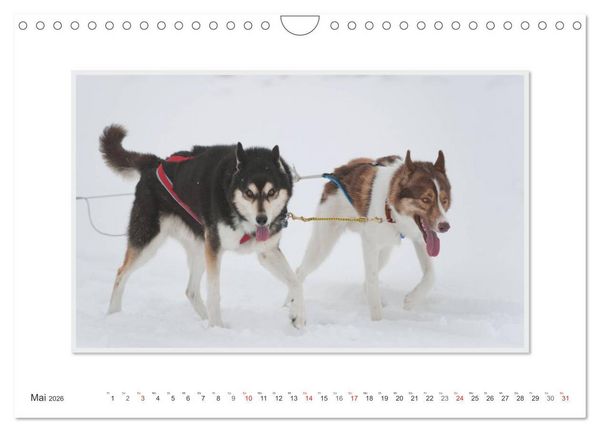 Produktbild: Emotionale Momente: The Art of Huskys. / CH-Version (Wandkalender 2026 DIN A4 quer), CALVENDO Monatskalender