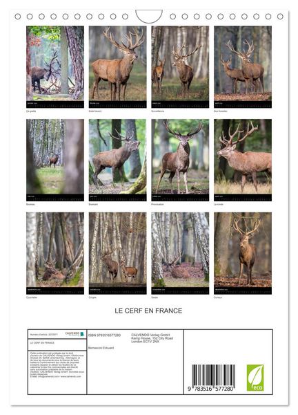 Produktbild: LE CERF EN FRANCE (Calendrier mural 2026 DIN A4 horizontal), CALVENDO calendrier mensuel