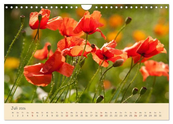 Produktbild: Mohnblumen - rote Sch&ouml;nheiten (Wandkalender 2026 DIN A4 quer), CALVENDO Monatskalender