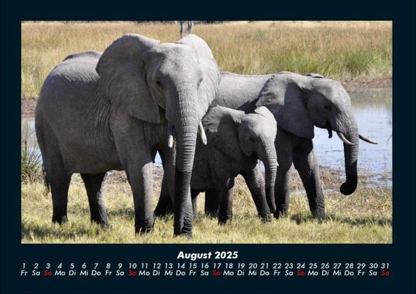 Produktbild: Elefanten - Die sanften Riesen Afrikas 2025 Fotokalender DIN A4