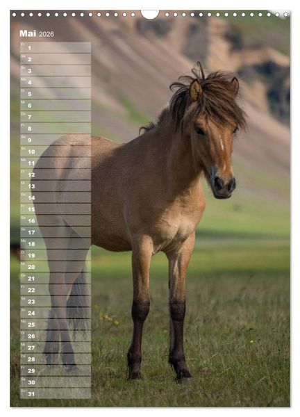 Produktbild: Mein ISLANDPFERDE Planer - Geburtstage, Hof-Feste, Turniere (Wandkalender 2026 DIN A3 hoch), CALVENDO Monatskalender