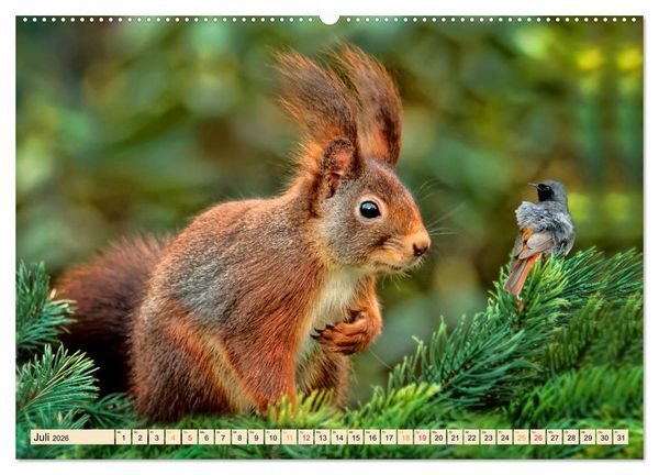 Produktbild: Eichh&ouml;rnchen - immer wieder s&uuml;&szlig; (Wandkalender 2026 DIN A2 quer), CALVENDO Monatskalender