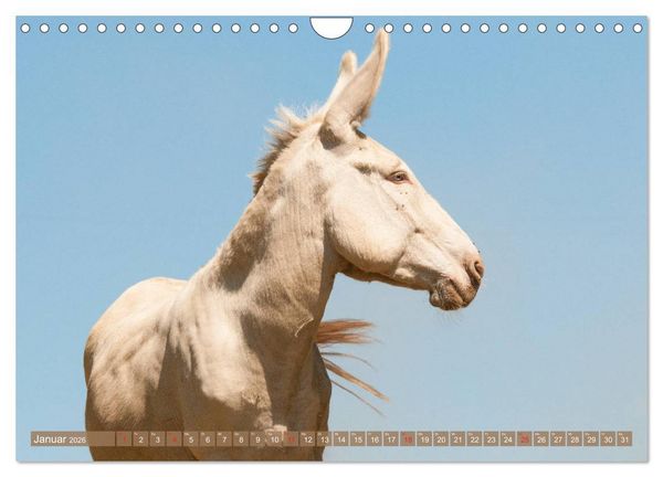 Produktbild: Lichtbringer - &Ouml;sterreichisch-Ungarische Barockesel (Wandkalender 2026 DIN A4 quer), CALVENDO Monatskalender