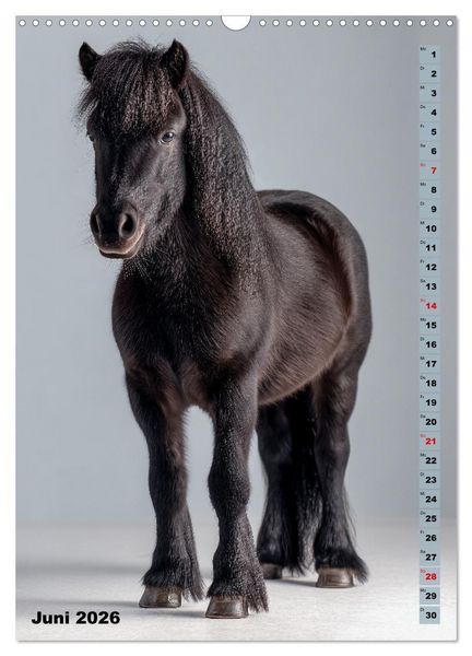 Produktbild: Das Leben ist ein Ponyhof - Zwergponys im Studiolicht (Wandkalender 2026 DIN A3 hoch), CALVENDO Monatskalender
