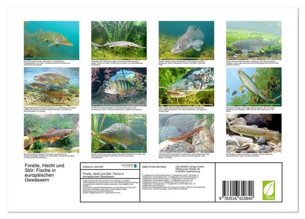 Produktbild: Forelle, Hecht und St&ouml;r: Fische in europ&auml;ischen Gew&auml;ssern (Wandkalender 2026 DIN A4 quer), CALVENDO Monatskalender