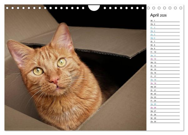Produktbild: Karton Katzen (Wandkalender 2026 DIN A4 quer), CALVENDO Monatskalender