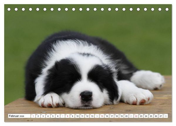 Produktbild: Border Collie Welpen (Tischkalender 2026 DIN A5 quer), CALVENDO Monatskalender