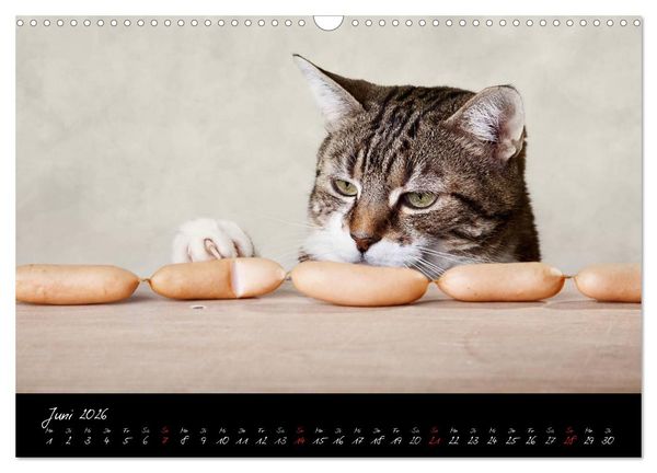 Produktbild: Katzen 2026 (Wandkalender 2026 DIN A3 quer), CALVENDO Monatskalender