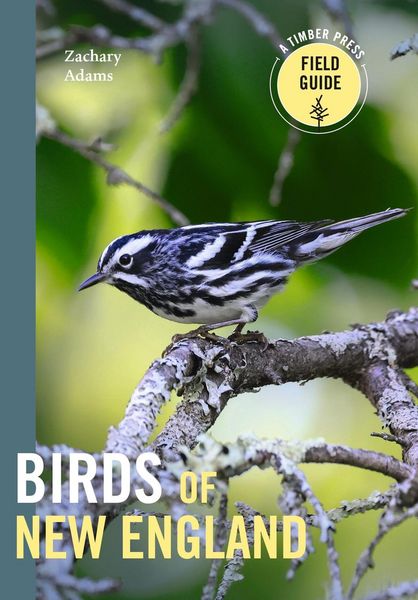 Produktbild: Birds of New England