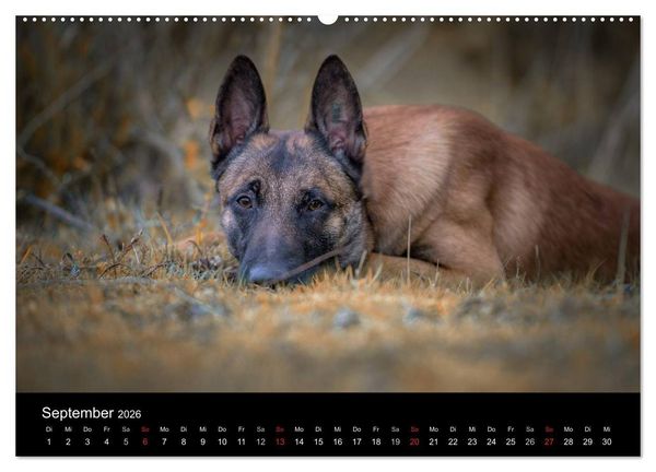 Produktbild: Belgischer Sch&auml;ferhund - Der Malinois (hochwertiger Premium Wandkalender 2026 DIN A2 quer), Kunstdruck in Hochglanz