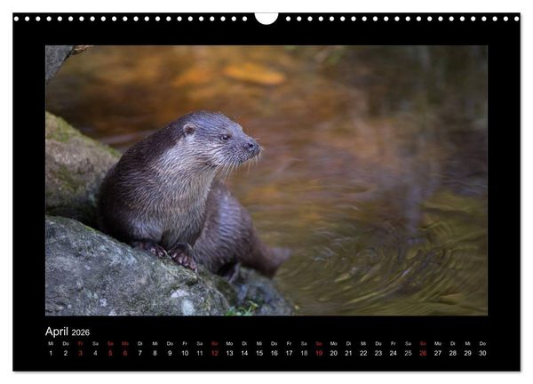 Produktbild: Wolf, Luchs und Co. - Tierbilder aus dem Bayerischen Wald (Wandkalender 2026 DIN A3 quer), CALVENDO Monatskalender