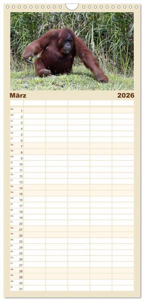 Produktbild: Familienplaner 2026 - Waldmenschen - Orang Utans auf Borneo mit 5 Spalten (Wandkalender, 21 x 45 cm) CALVENDO