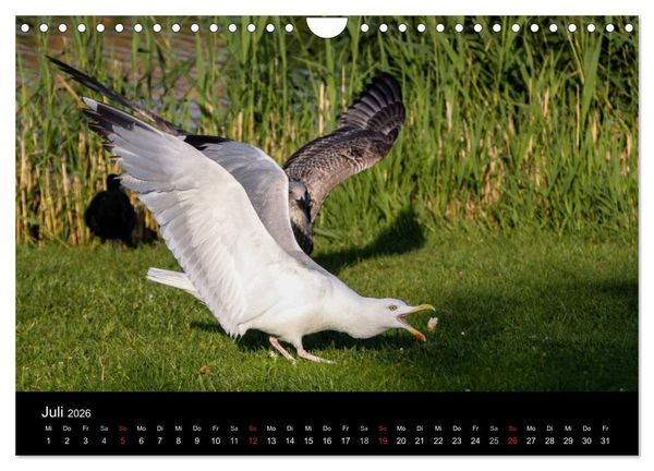 Produktbild: Spontane Fotografie - M&ouml;wen (Wandkalender 2026 DIN A4 quer), CALVENDO Monatskalender