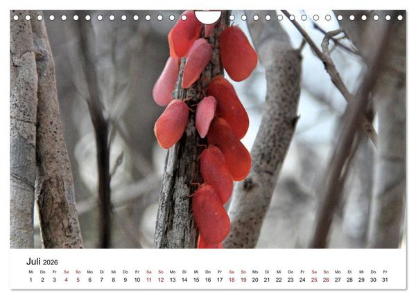 Produktbild: Tiere Madagaskars (Wandkalender 2026 DIN A4 quer), CALVENDO Monatskalender