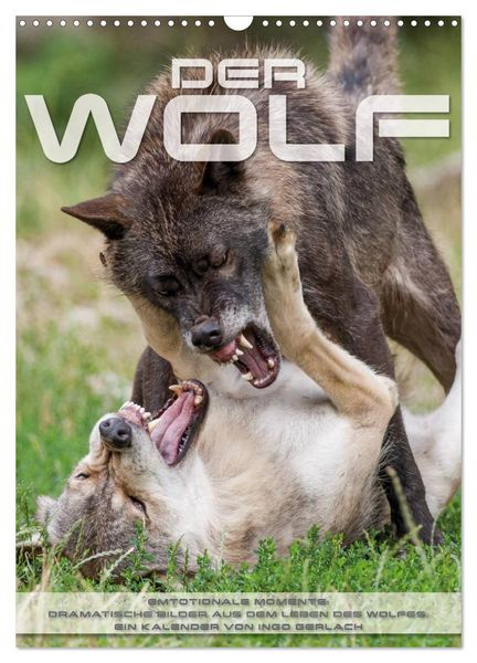 Produktbild: Emotionale Momente: Der Wolf. (Wandkalender 2026 DIN A3 hoch), CALVENDO Monatskalender